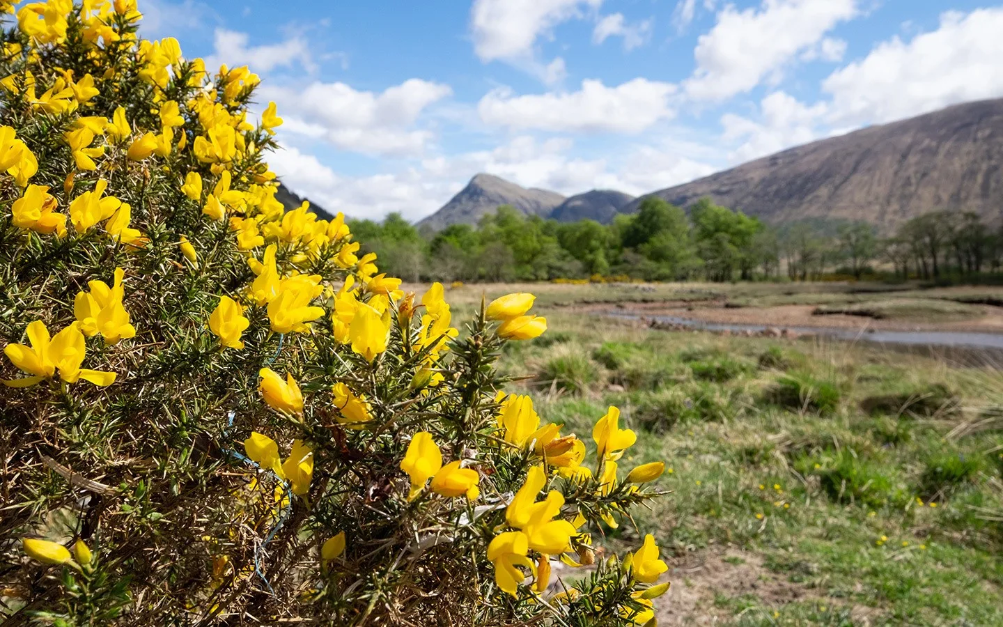 Yellow gorse flowers by the banks of Loch Etive