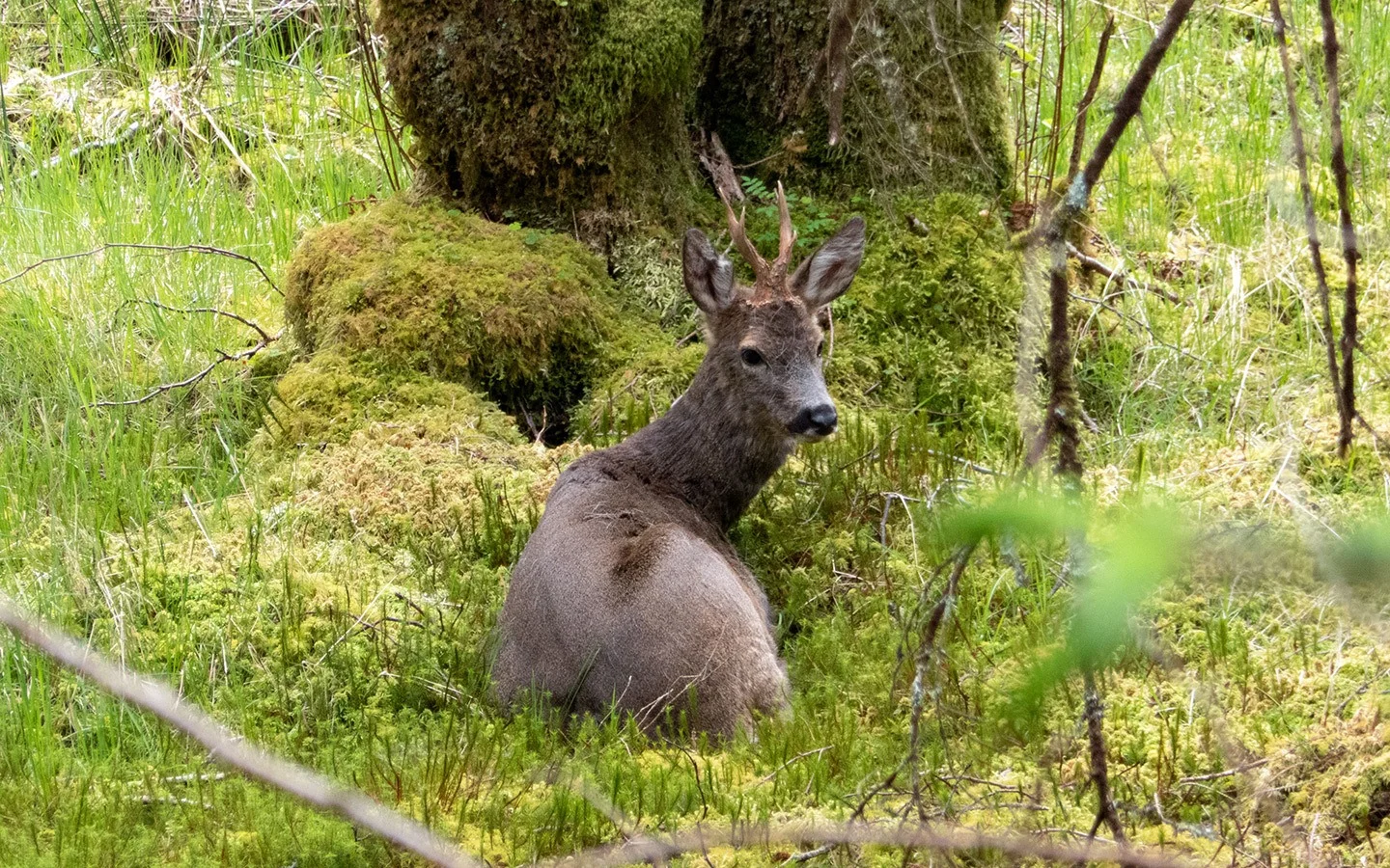 Wild deer in woodland near Glencoe in Scotland