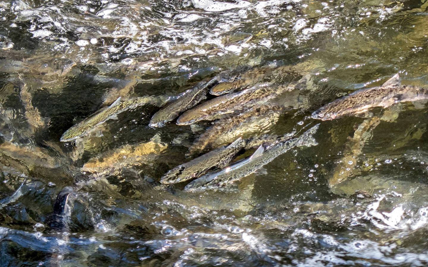 Salmon migrating upstream in Alaska