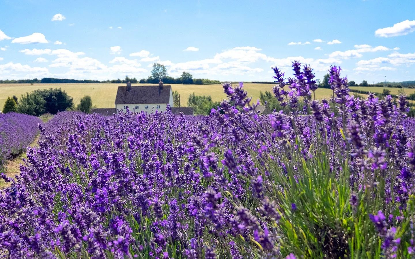 The Cotswold Lavender fields