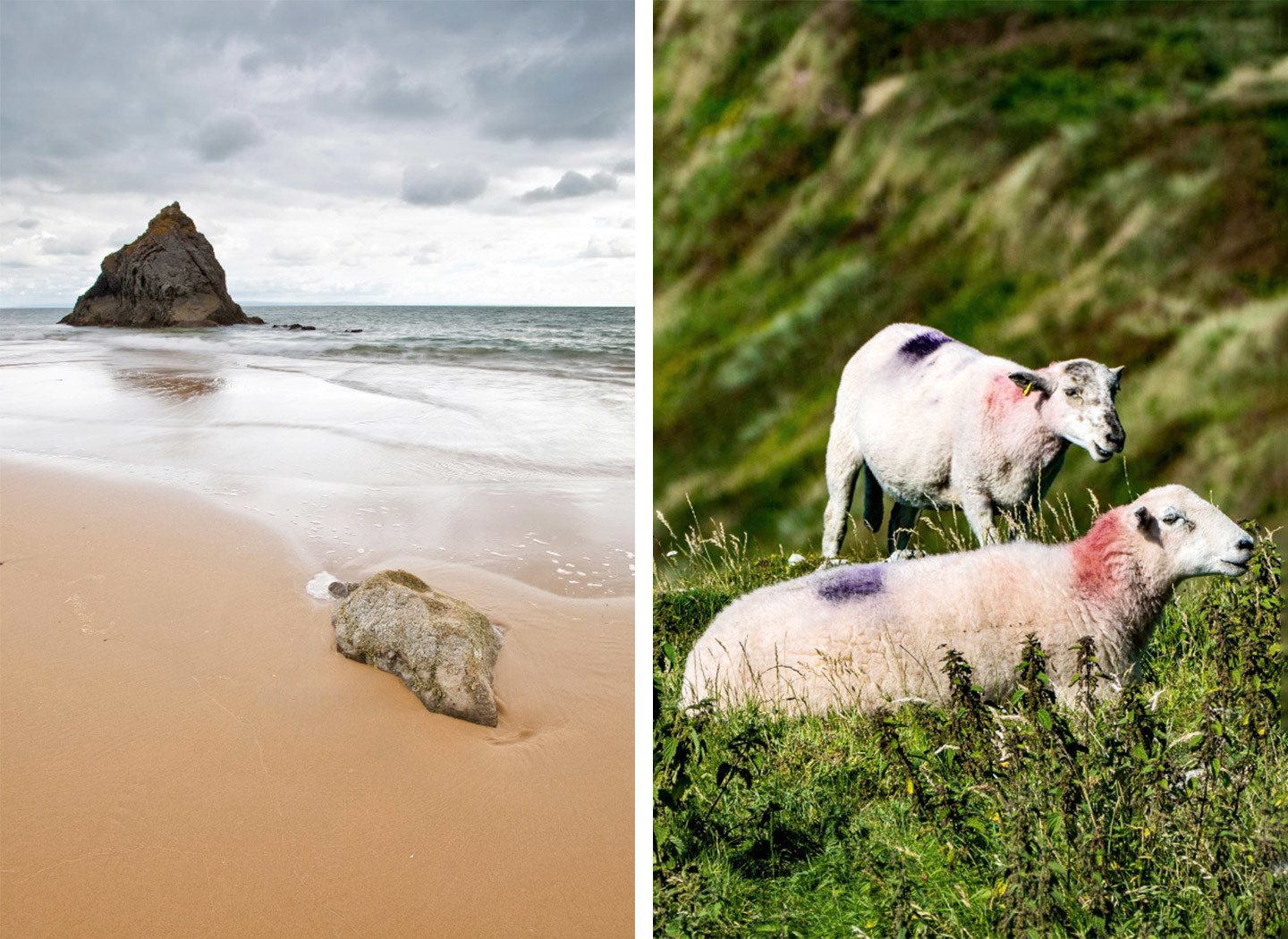 Beaches and sheep on the Gower Peninsula in South Wales