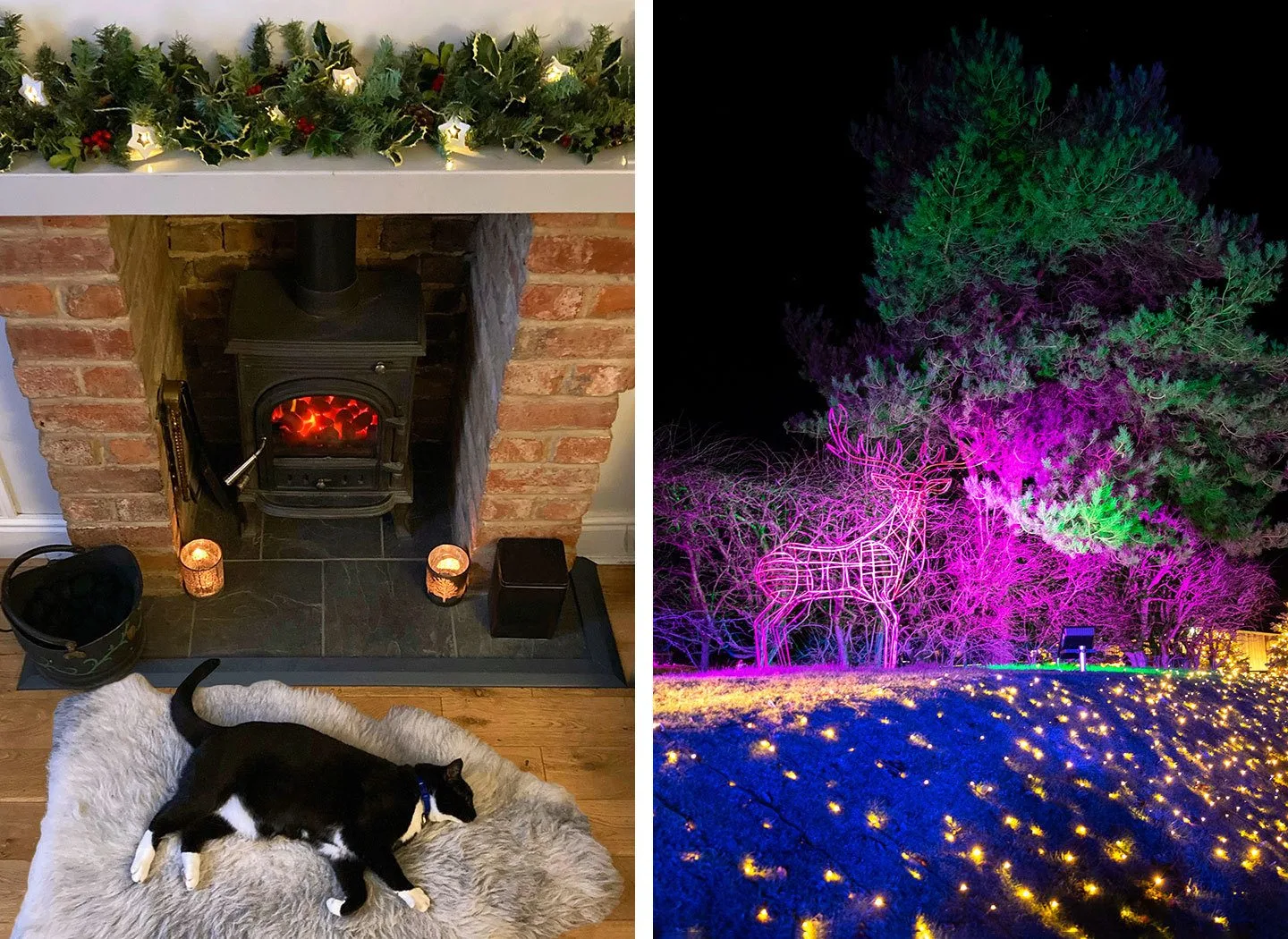 Cat by a woodburner and lights at Cotswold Farm Park at Christmas 2020