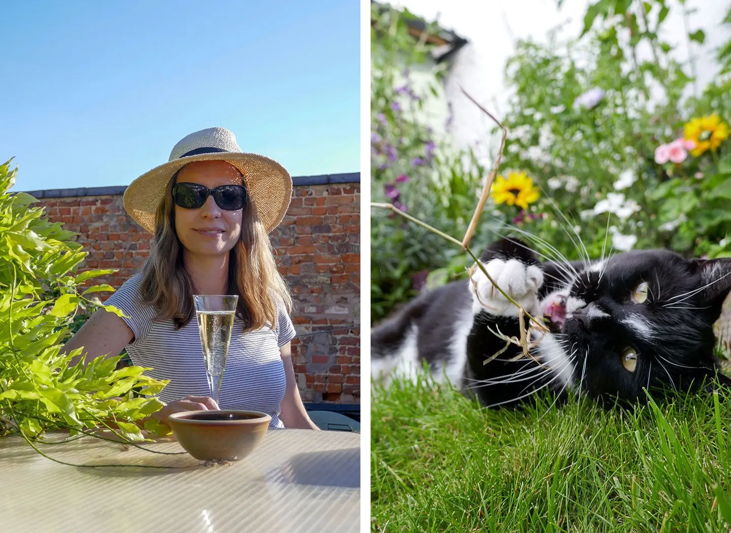 Lockdown life – shed roof proseccos and cats in the garden