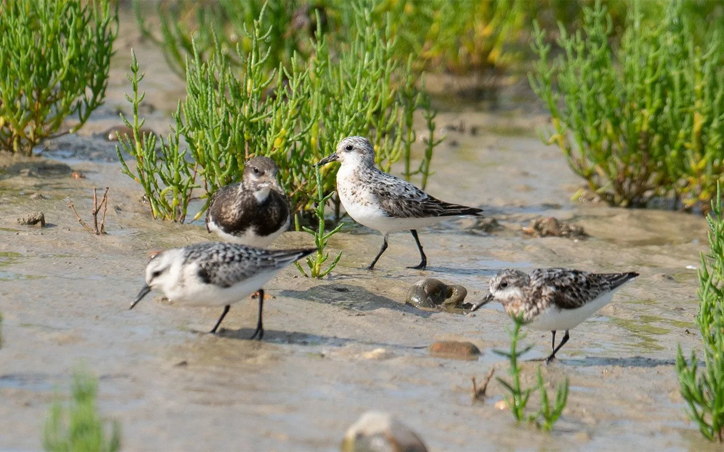 Grey plovers in Rye Harbour Nature Reserve