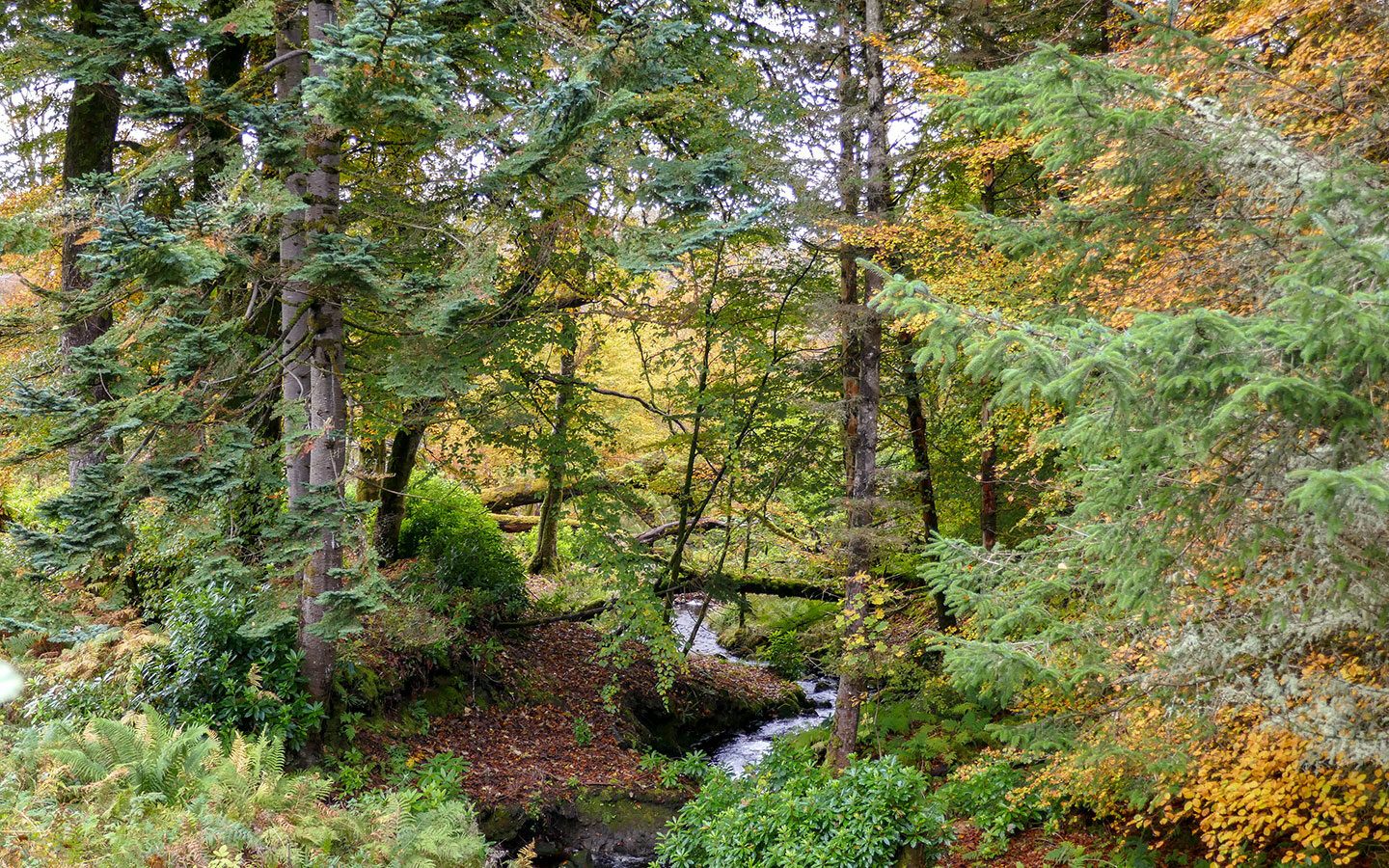 Forests in autumn on a day trip Raasay in the Inner Hebrides, Scotland