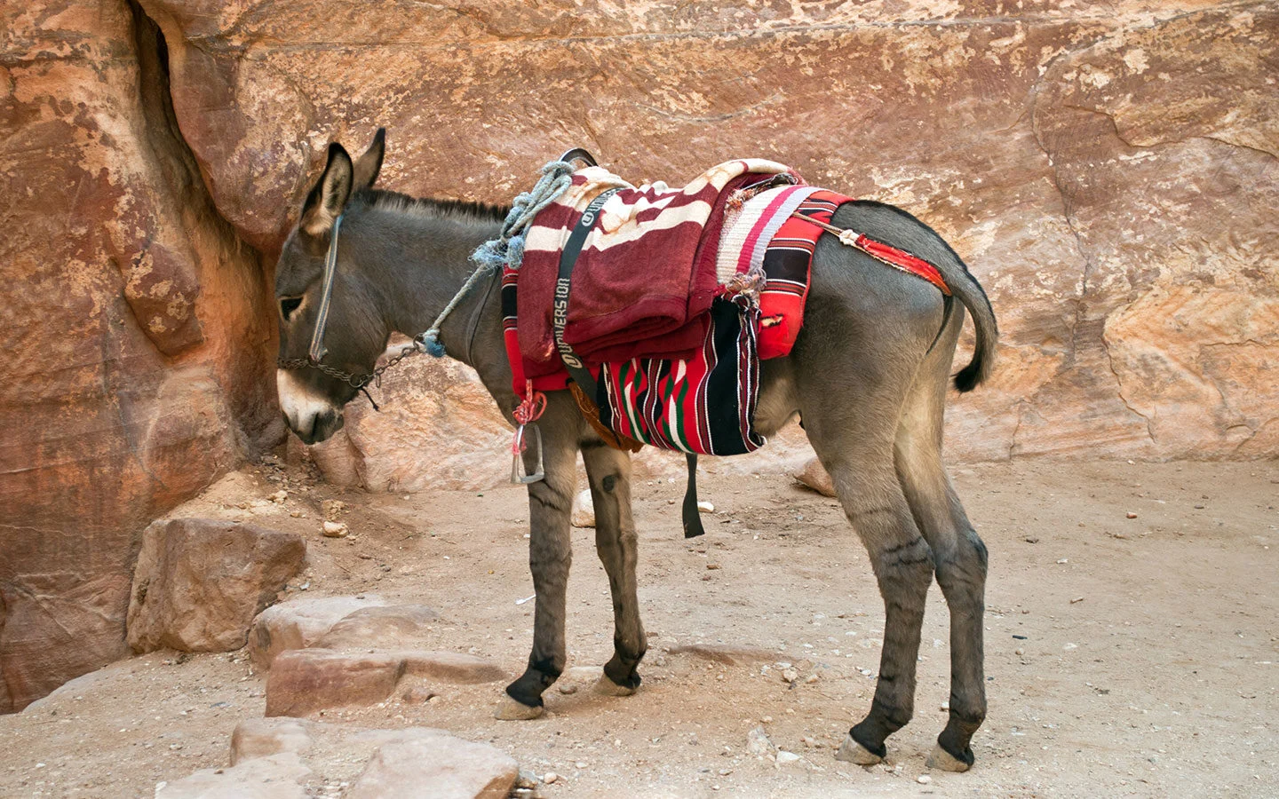 Donkey at Petra