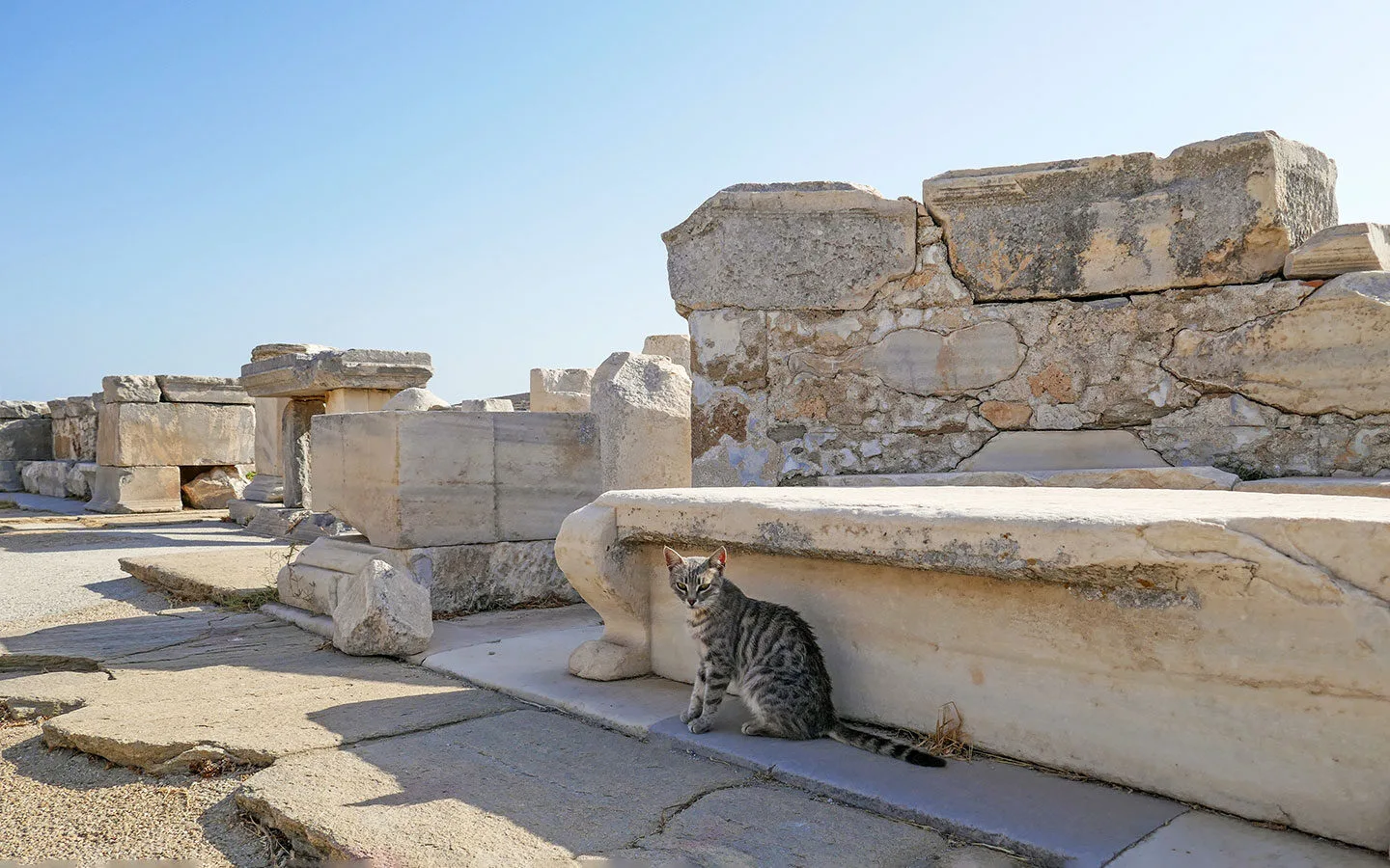 Cat on Delos island on a day trip from Mykonos