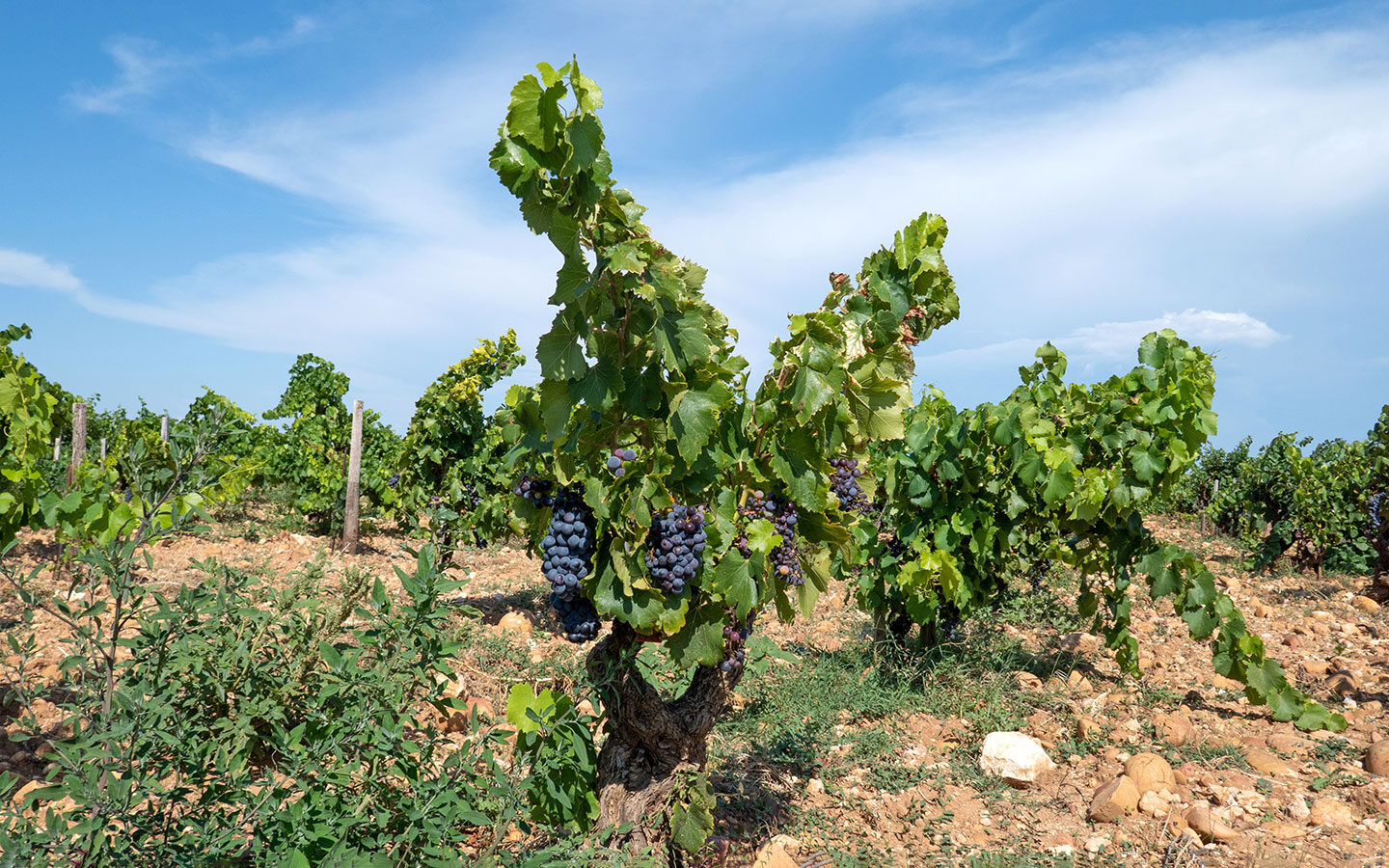 Grapes growing in the Côte du Rhône vineyards