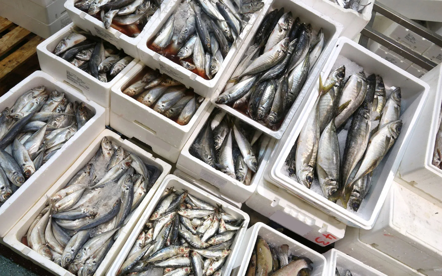 Freshly caught fish at Billingsgate fish market