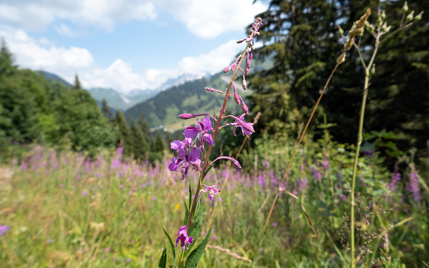 Wildflowers in the Alps in summer