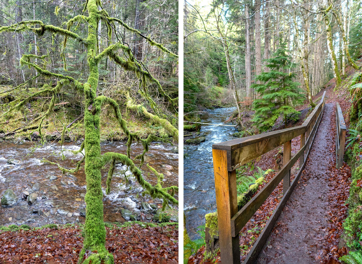 Things to do in Loch Ness – woodland walks in Reelig Glen