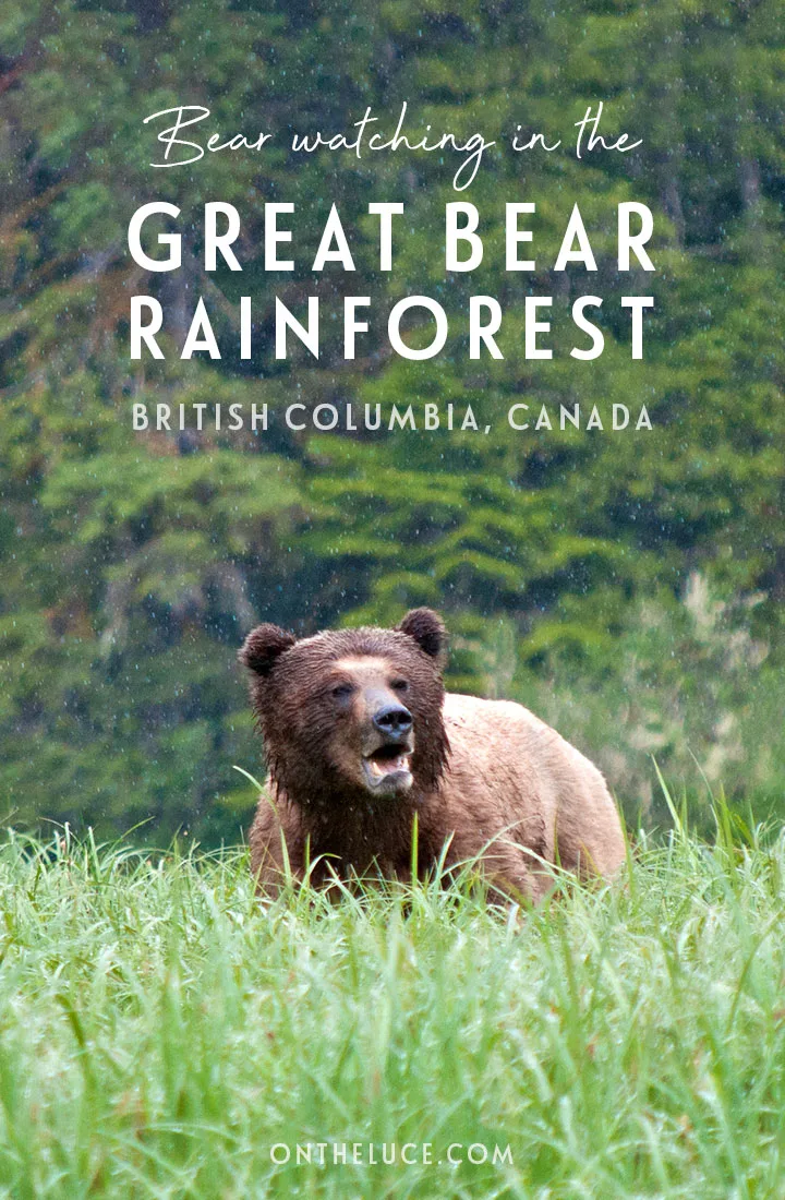 A guide to grizzly bear-watching in British Columbia at the remote but luxurious Great Bear Lodge, a floating lodge set among the unspoilt wilderness of the Great Bear Rainforest in Western Canada | Where to see grizzly bears in British Columbia | Grizzly bears British Columbia | Bear-watching in Canada | Great Bear Lodge British Columbia 