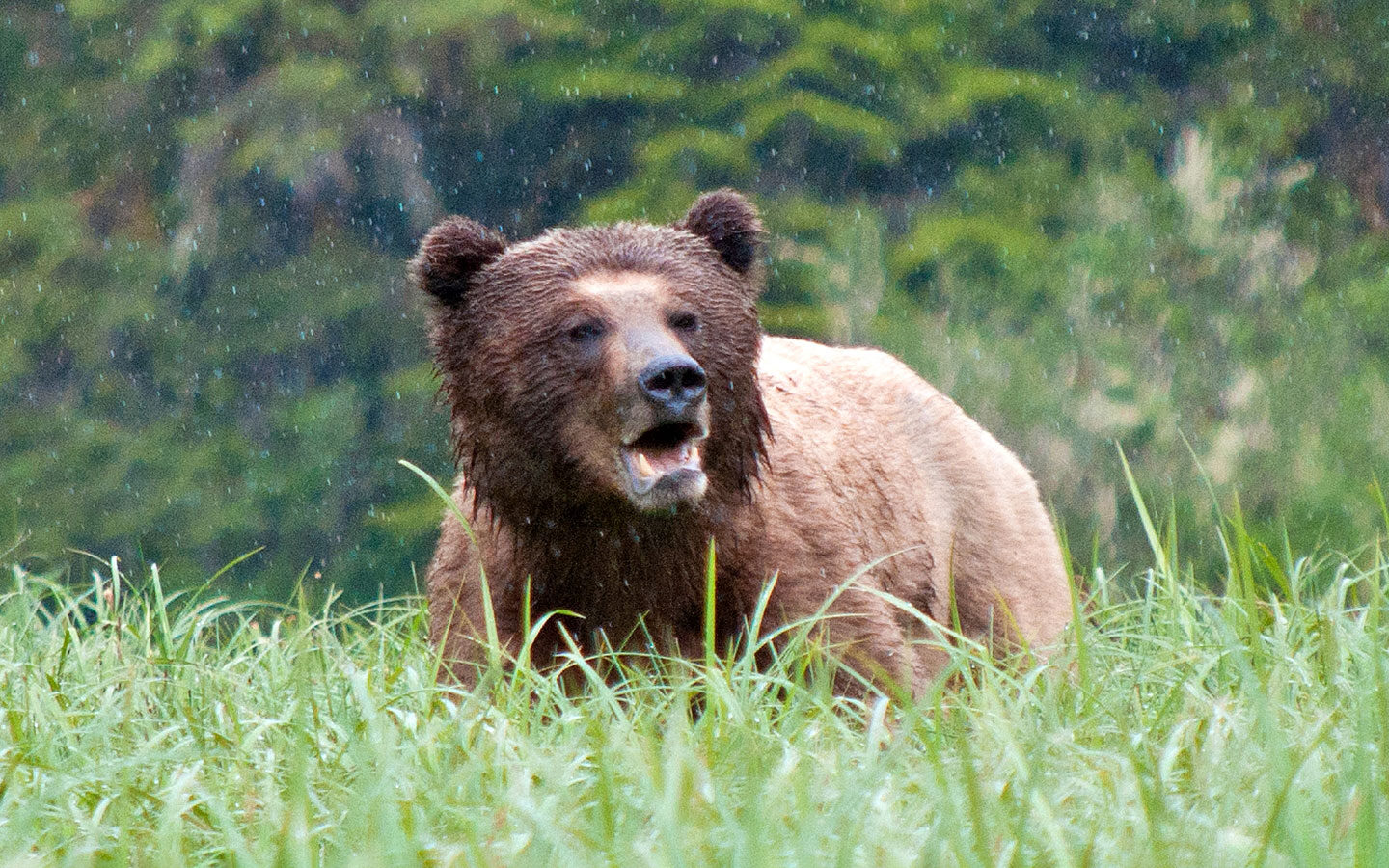 Grizzly bear-watching in British Columbia at the Great Bear Lodge