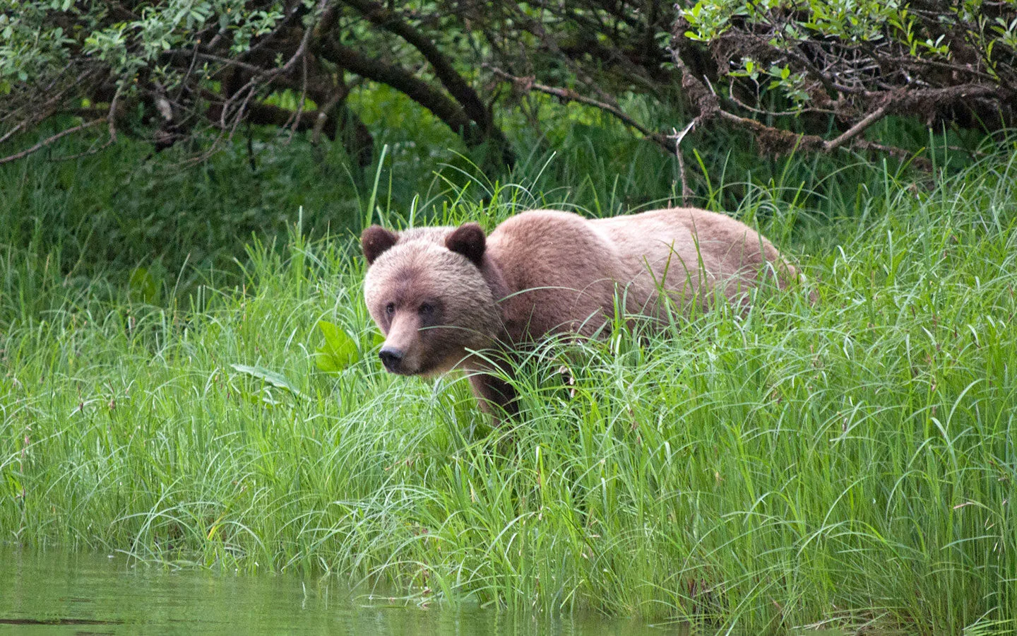 The best time to see bears in British Columbia
