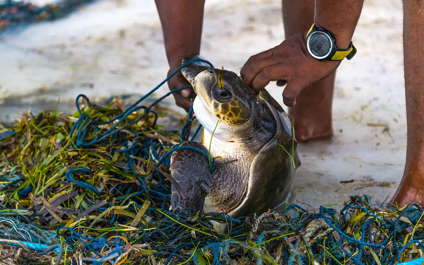 Rescuing a turtle from fishing net
