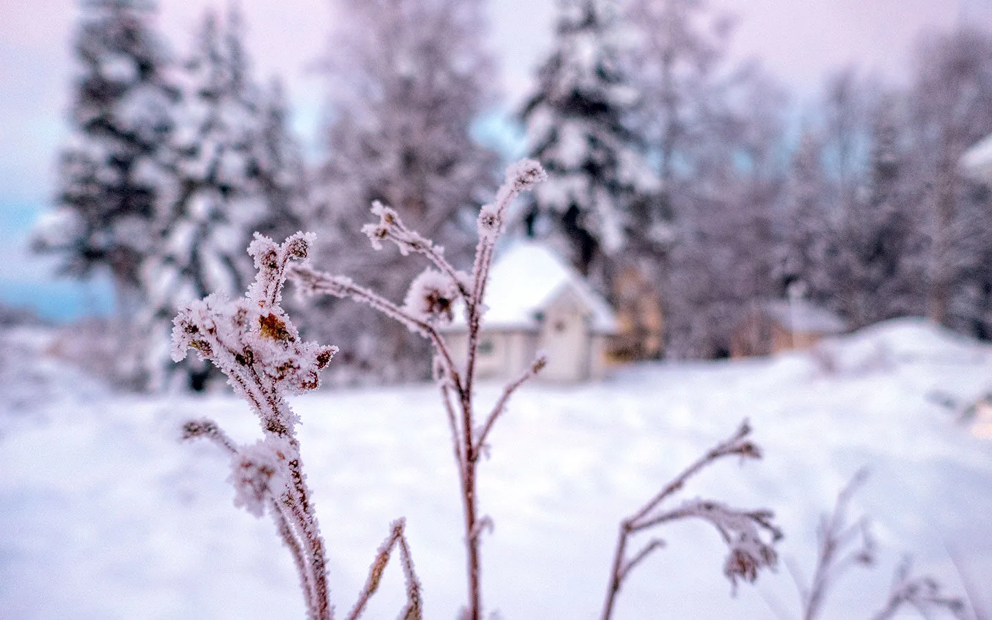 Snowy landscapes in Lapland