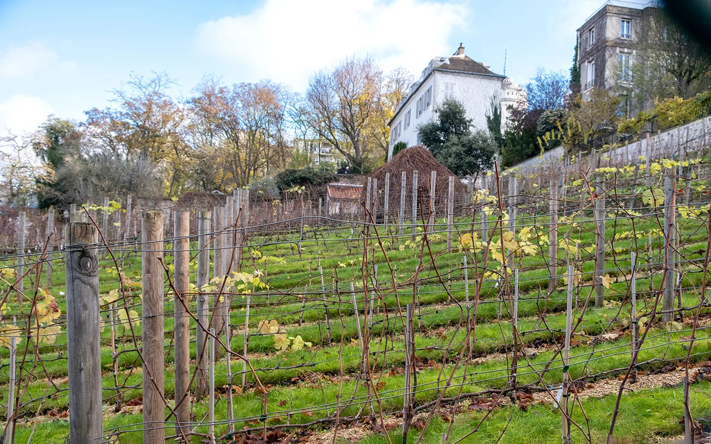 Vines at the Clos Montmartre vineyard