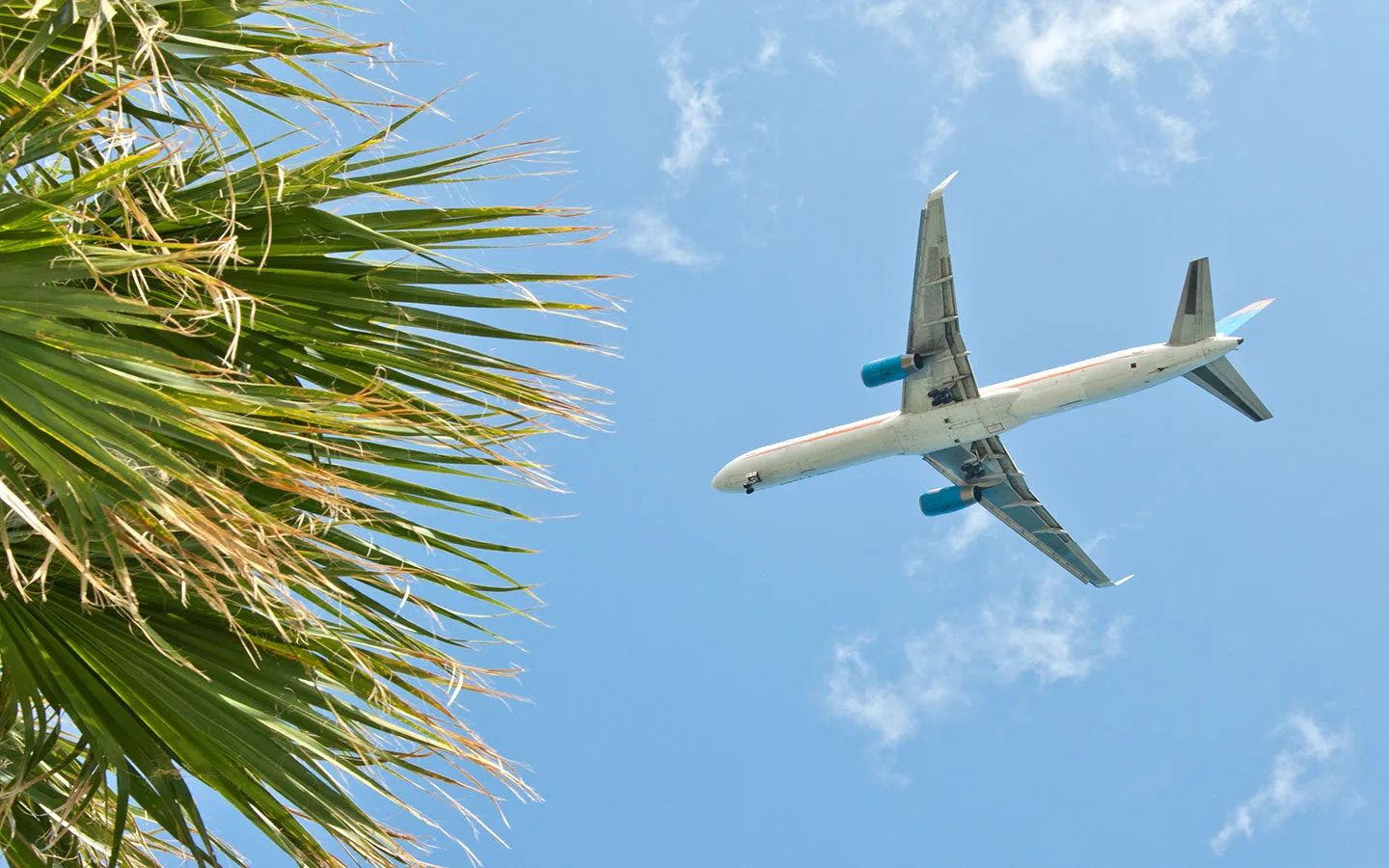 Plane overhead among palm trees