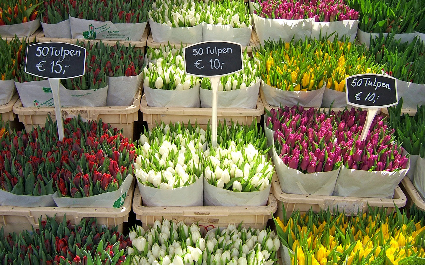 Tulips in the Bloemenmarkt, Amsterdam