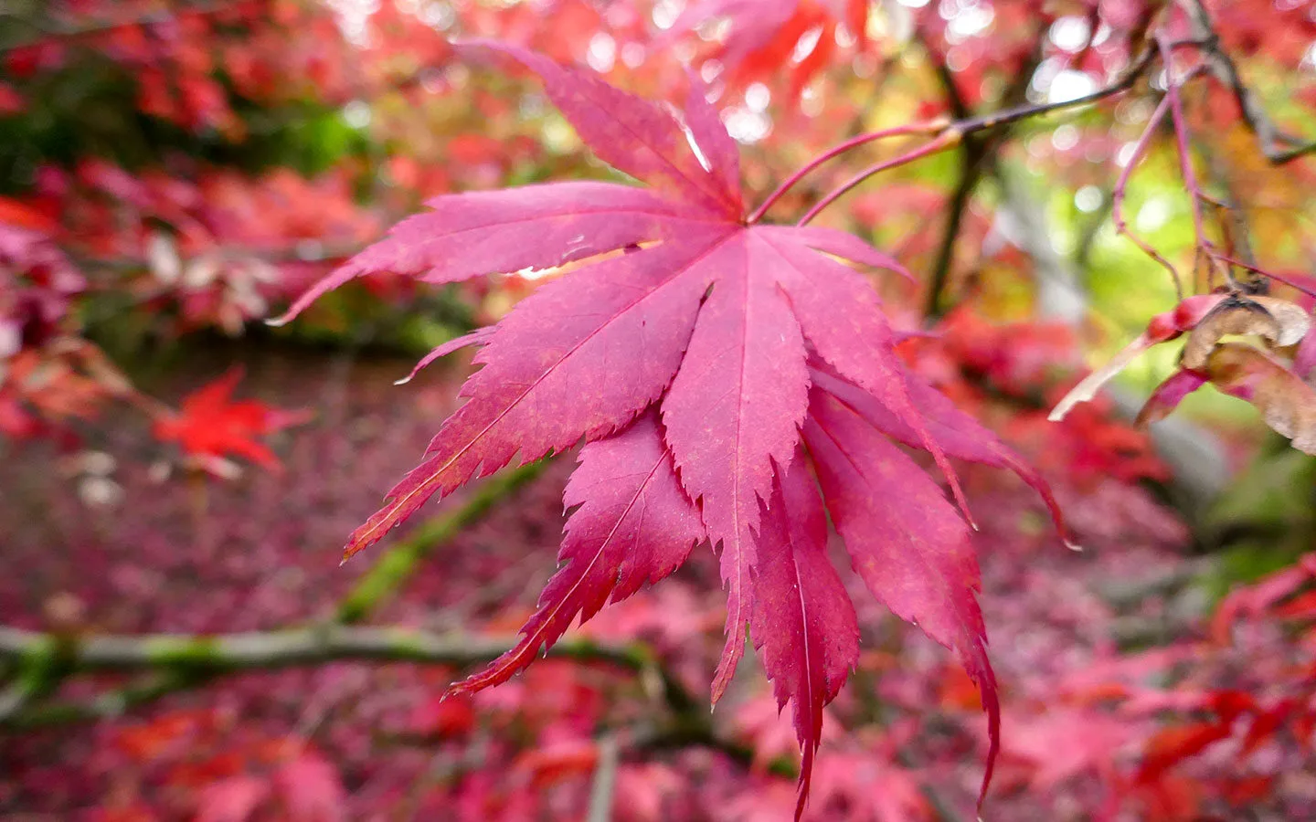 Colourful autumn leaves