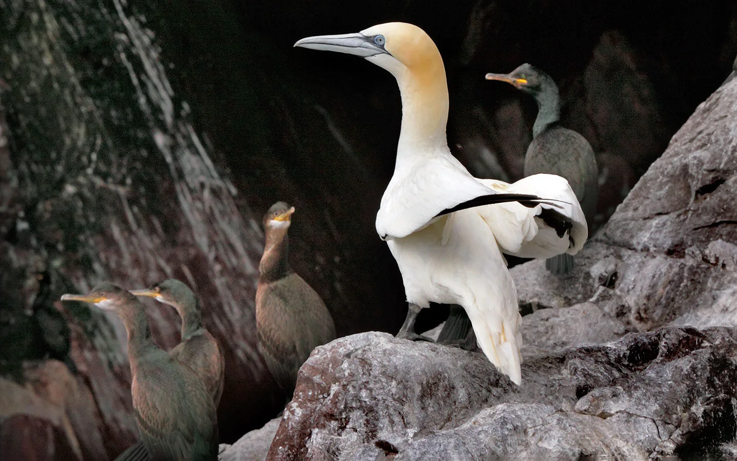 Gannets on Bass Rock, North Berwick