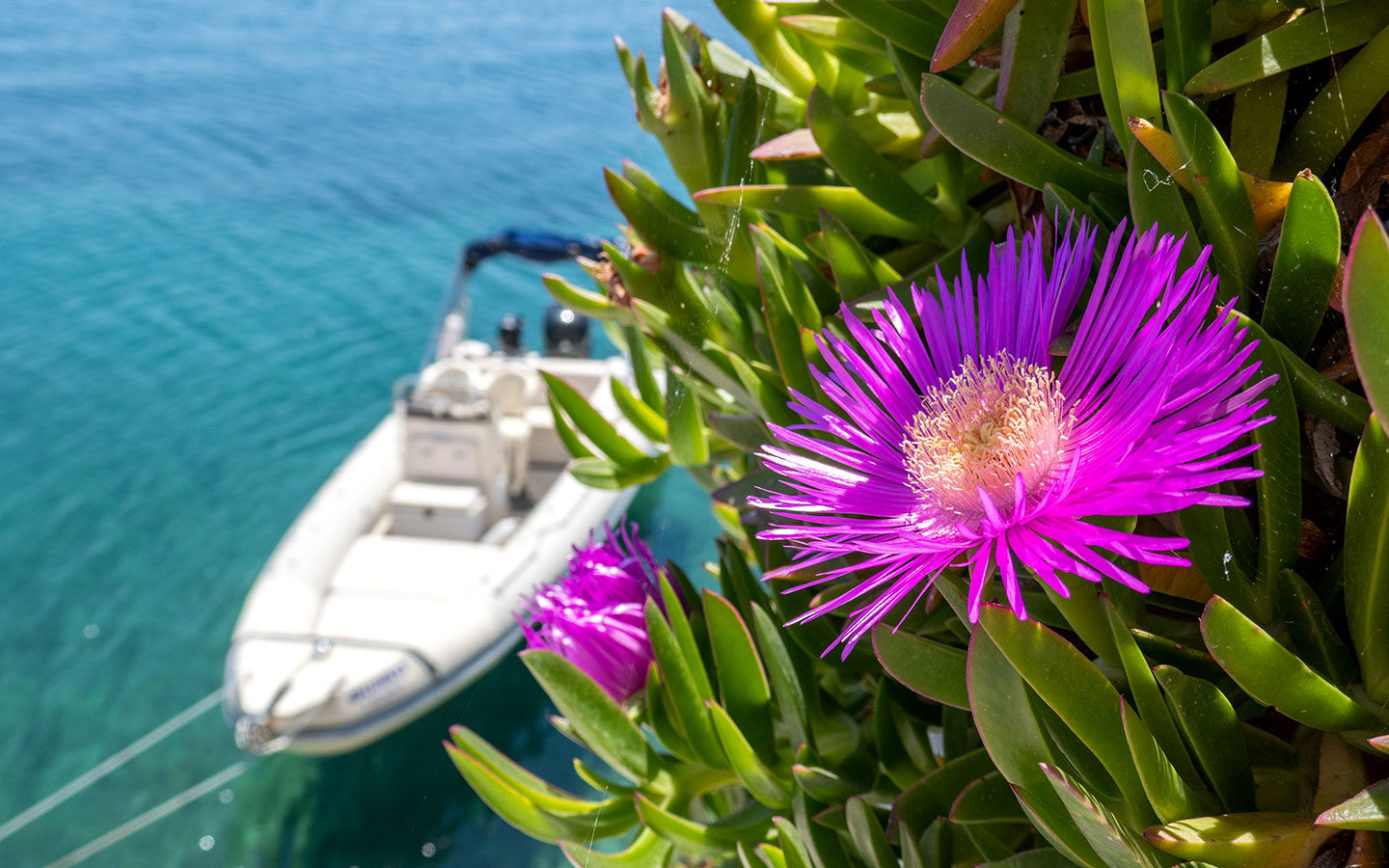 Spring flowers by the sea in Greece
