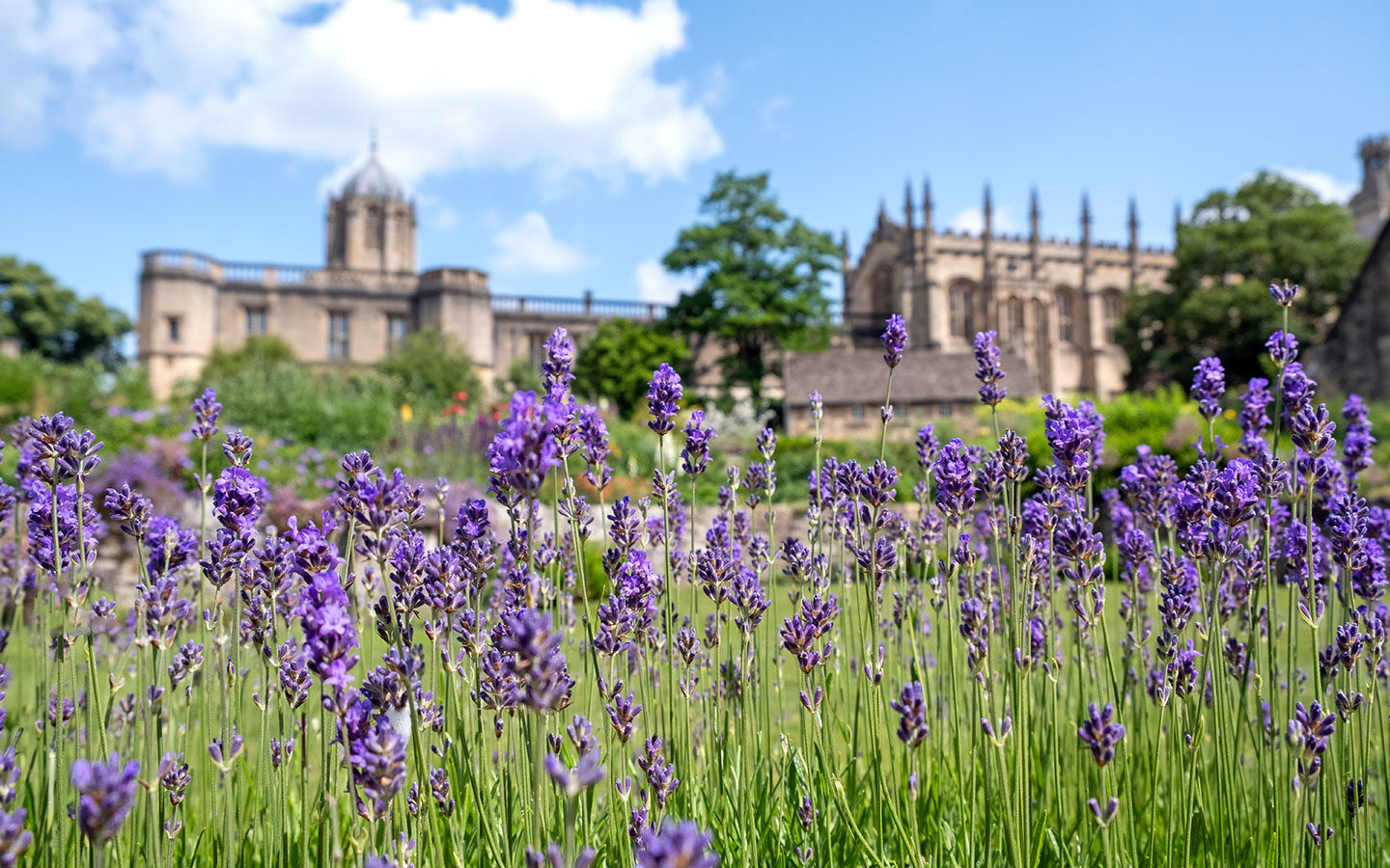 Lavender at Christ Church in summer
