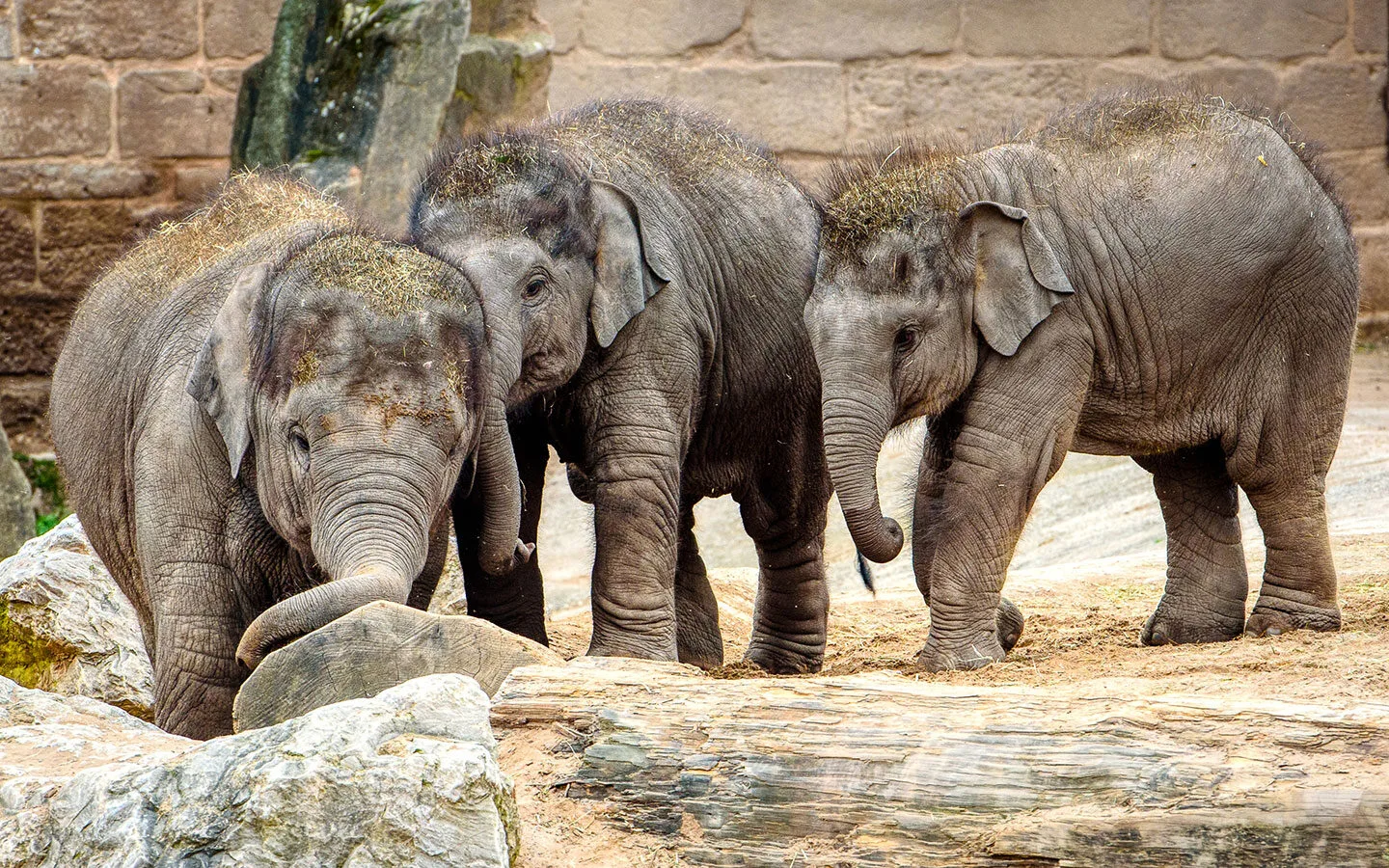 Elephants at Chester Zoo