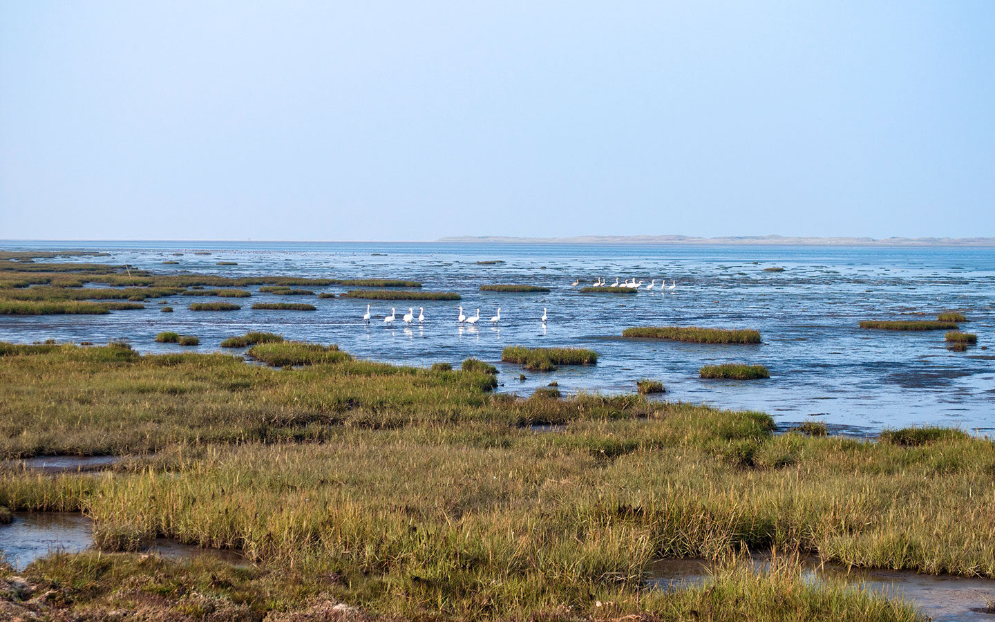 Seabirds along the coast of Northumberland