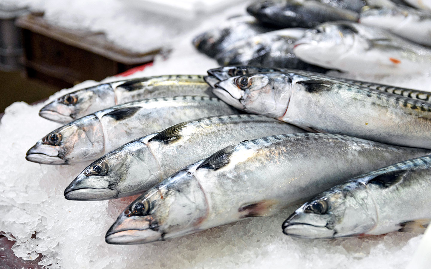 Freshly caught sardines at Billingsgate fish market
